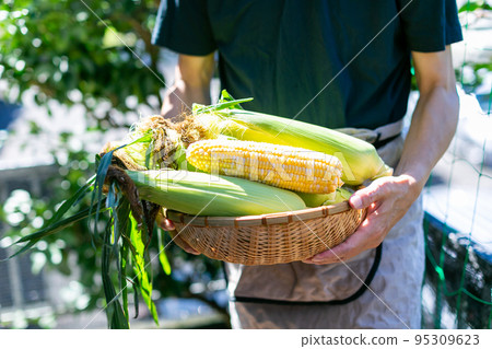 收割玉米的人 95309623