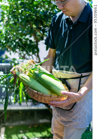 收割玉米的人 收割玉米的人 95309661