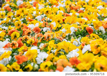 Colorful Viola Cornuta pansy flowers background Colorful Viola Cornuta pansy flowers background 95309718