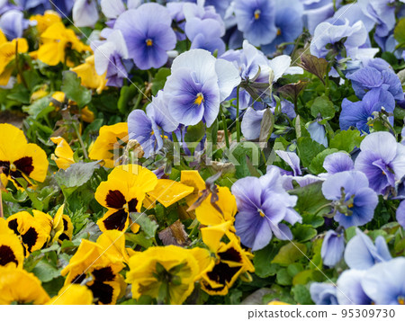 Yellow and blue Viola Cornuta pansy flowers bloom Yellow and blue Viola Cornuta pansy flowers bloom 95309730