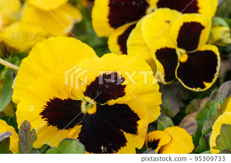 Yellow Viola Cornuta pansy flowers blossom Yellow Viola Cornuta pansy flowers blossom 95309733