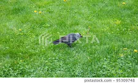 Crow bird walking on green grass spring lawn 95309748