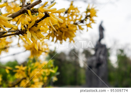 Yellow flowers bush in Kharkiv city center park 95309774