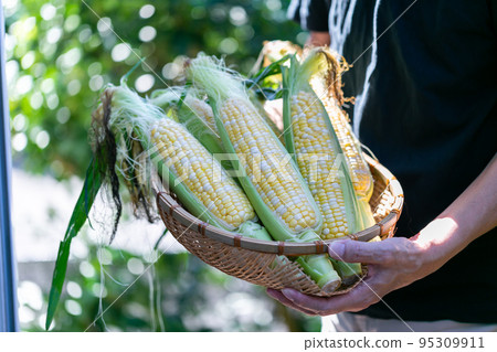 man harvesting corn 95309911
