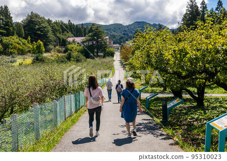 Fushou Mountain Apple Orchard 95310023