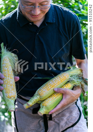 man harvesting corn man harvesting corn 95310242