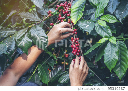 Man Hands harvest coffee bean ripe Red berries plant fresh seed coffee tree growth in green eco organic farm. Close up hands harvest red ripe coffee seed robusta arabica berry harvesting coffee farm Man Hands harvest coffee bean ripe Red berries plant fresh seed coffee tree growth in green eco organic farm. Close up hands harvest red ripe coffee seed robusta arabica berry harvesting coffee farm 95310287