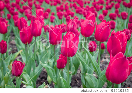 Red tulips flowers field close-up, spring blossom Red tulips flowers field close-up, spring blossom 95310385