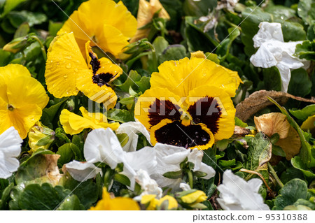 Viola Cornuta pansy flowers with yellow petals Viola Cornuta pansy flowers with yellow petals 95310388