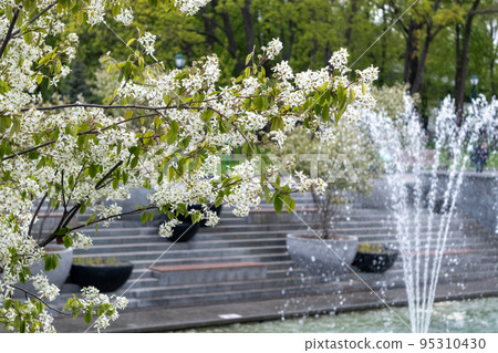 Fountains in spring blooming city, park in Kharkiv Fountains in spring blooming city, park in Kharkiv 95310430