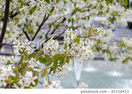 Fountains in spring blooming city, park in Kharkiv Fountains in spring blooming city, park in Kharkiv 95310433