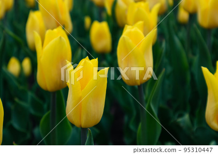 Yellow tulips field close-up, flowers garden bloom Yellow tulips field close-up, flowers garden bloom 95310447