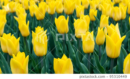 Yellow tulips field close-up, flowers garden bloom Yellow tulips field close-up, flowers garden bloom 95310449