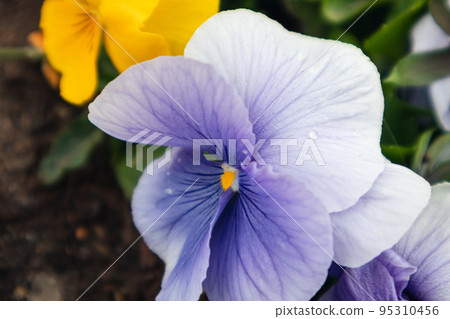 Blue Viola Cornuta pansy flowers blossom Blue Viola Cornuta pansy flowers blossom 95310456