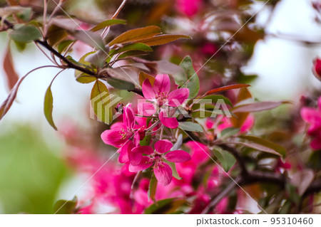 Apple tree pink flowers bloom in spring garden Apple tree pink flowers bloom in spring garden 95310460