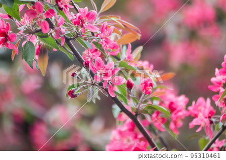 Apple tree pink flowers bloom in spring garden Apple tree pink flowers bloom in spring garden 95310461