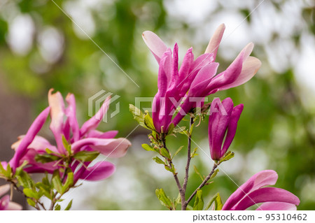 Magnolia bloom close-up. Big pink spring flowers Magnolia bloom close-up. Big pink spring flowers 95310462