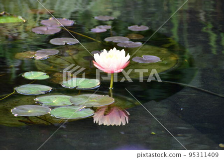 Pink lily water lily 95311409