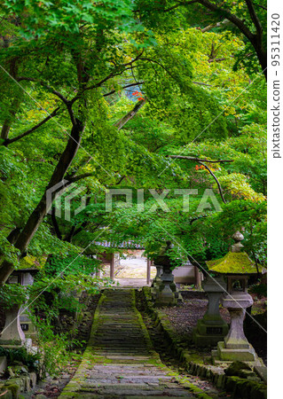 [夏季材料]長野縣清水寺的藍楓[長野縣] 95311420