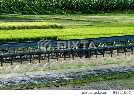 Irrigation system in function watering of rice field. Modern pipe and sprinklers technology for squirting water into sapling. Automatic water spray for paddy seedlings rice. Modern agriculture. Irrigation system in function watering of rice field. Modern pipe and sprinklers technology for squirting water into sapling. Automatic water spray for paddy seedlings rice. Modern agriculture. 95311667