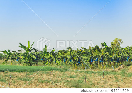 Asian Farmers use blue plastic wrap to protect insects and birds and weather hazards for Cavendish Banana planting while the banana is stout ,Complete and start to yield in the organic garden. Asian Farmers use blue plastic wrap to protect insects and birds and weather hazards for Cavendish Banana planting while the banana is stout ,Complete and start to yield in the organic garden. 95311709
