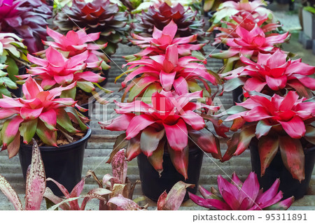 Multicolored bromeliad, colorful bromeliad leaves, Tropical plants in green house for garden decoration. Colorful Neoregelia plant for home decoration. Beautiful Neoregelia bromeliad plants in park. 95311891