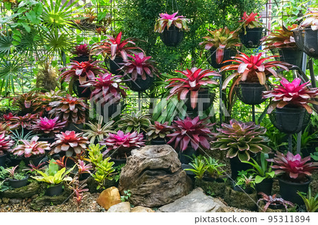 Multicolored bromeliad, colorful bromeliad leaves, Tropical plants in green house for garden decoration. Colorful Neoregelia plant for home decoration. Beautiful Neoregelia bromeliad plants in park. Multicolored bromeliad, colorful bromeliad leaves, Tropical plants in green house for garden decoration. Colorful Neoregelia plant for home decoration. Beautiful Neoregelia bromeliad plants in park. 95311894