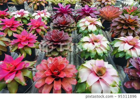 Multicolored bromeliad, colorful bromeliad leaves, Tropical plants in green house for garden decoration. Colorful Neoregelia plant for home decoration. Beautiful Neoregelia bromeliad plants in park. Multicolored bromeliad, colorful bromeliad leaves, Tropical plants in green house for garden decoration. Colorful Neoregelia plant for home decoration. Beautiful Neoregelia bromeliad plants in park. 95311896