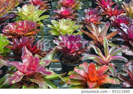 Multicolored bromeliad, colorful bromeliad leaves, Tropical plants in green house for garden decoration. Colorful Neoregelia plant for home decoration. Beautiful Neoregelia bromeliad plants in park. Multicolored bromeliad, colorful bromeliad leaves, Tropical plants in green house for garden decoration. Colorful Neoregelia plant for home decoration. Beautiful Neoregelia bromeliad plants in park. 95311900