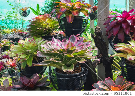 Multicolored bromeliad, colorful bromeliad leaves, Tropical plants in green house for garden decoration. Colorful Neoregelia plant for home decoration. Beautiful Neoregelia bromeliad plants in park. Multicolored bromeliad, colorful bromeliad leaves, Tropical plants in green house for garden decoration. Colorful Neoregelia plant for home decoration. Beautiful Neoregelia bromeliad plants in park. 95311901