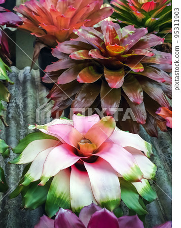 Multicolored bromeliad, colorful bromeliad leaves, Tropical plants in green house for garden decoration. Colorful Neoregelia plant for home decoration. Beautiful Neoregelia bromeliad plants in park. Multicolored bromeliad, colorful bromeliad leaves, Tropical plants in green house for garden decoration. Colorful Neoregelia plant for home decoration. Beautiful Neoregelia bromeliad plants in park. 95311903