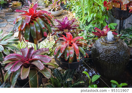 Multicolored bromeliad, colorful bromeliad leaves, Tropical plants in green house for garden decoration. Colorful Neoregelia plant for home decoration. Beautiful Neoregelia bromeliad plants in park. Multicolored bromeliad, colorful bromeliad leaves, Tropical plants in green house for garden decoration. Colorful Neoregelia plant for home decoration. Beautiful Neoregelia bromeliad plants in park. 95311907