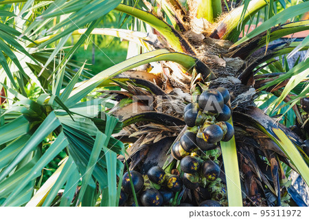 Lot of Fruits hanging to Asian palmyra palm or Borassus flabellifer, commonly known as doub,palmyra ,tala or tal palm,toddy,wine palm or ice apple. Palmyra palm fruit with leaves. Selective focus. 95311972