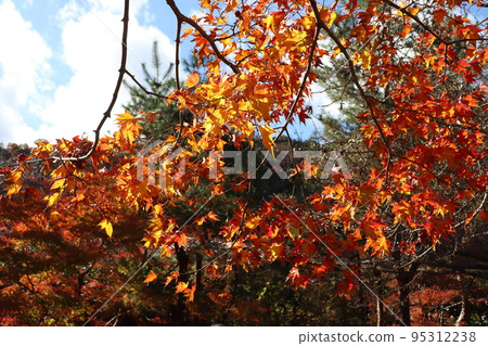 京都嵐山的Hogonin Shishiku花園的秋葉 京都嵐山的Hogonin Shishiku花園的秋葉 95312238