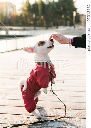 Jack russell best sale obedience training