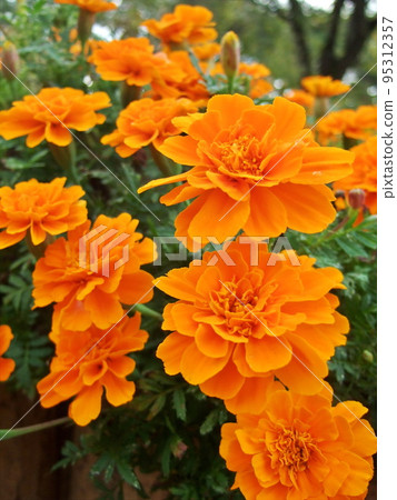 Marigold blooming in the flower bed in the park Marigold blooming in the flower bed in the park 95312357