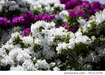 白色的杜鵑花盛開。學名是杜鵑花。 95312359