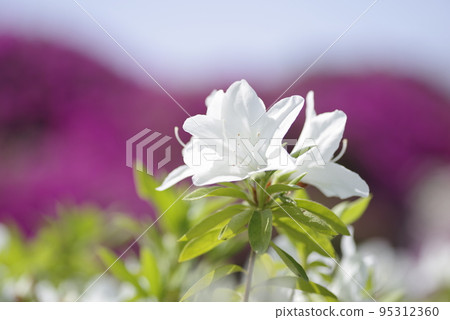 白色的杜鵑花盛開。學名是杜鵑花。 95312360