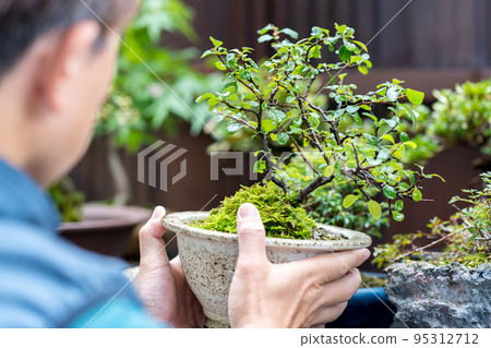 Middle-aged men appreciating potted plants Middle-aged men appreciating potted plants 95312712