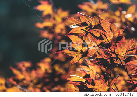 Fushou Mountain Autumn Maple 95312718