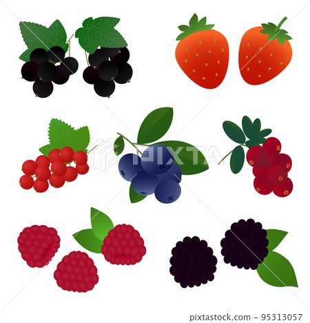 Vector illustration of berries with leaves (strawberries, raspberries, blueberries, etc.) Vector illustration of berries with leaves (strawberries, raspberries, blueberries, etc.) 95313057