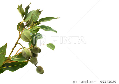 White background photo of dried Belgian nuts 95313089