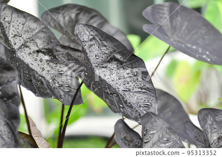 colocasia black ripple , Colocasia or black Colocasia plant and Colocasia esculenta or colocasia black coral colocasia black ripple , Colocasia or black Colocasia plant and Colocasia esculenta or colocasia black coral 95313352