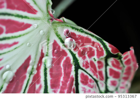 Caladium ,Caladium ThaiBeauty or Dieffenbachia seguine or Caladium bicolor or Araceae 95313367