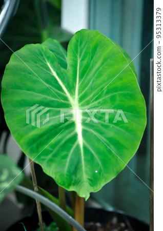 colocasia nancys revenge, colocasia or Colocasia bicolor colocasia nancys revenge, colocasia or Colocasia bicolor 95313379