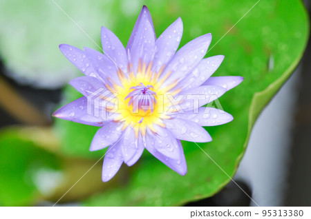 lotus or florescent purple lotus and rain drop or dew drop 95313380