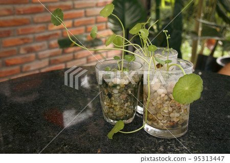 Centella asiatica, commonly known as gotu kola, kodavan, Indian pennywort and asiatic pennywort that is used as alternative herbal medication in ayurveda Centella asiatica, commonly known as gotu kola, kodavan, Indian pennywort and asiatic pennywort that is used as alternative herbal medication in ayurveda 95313447