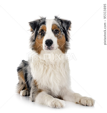 australian shepherd in studio 95313895