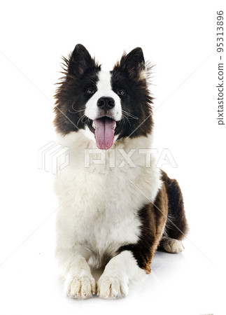 young Yakutian Laika 95313896