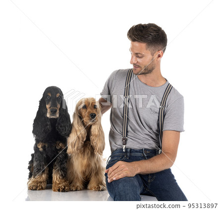 English Cockers Spaniels and man English Cockers Spaniels and man 95313897